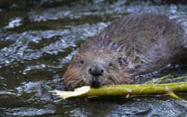 Beaver swimming with a branch