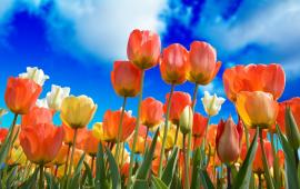 Orange and yellow tulips with a blue sky background.