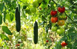 Vegetables in a garden.