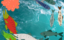 Salmon Life Cycle