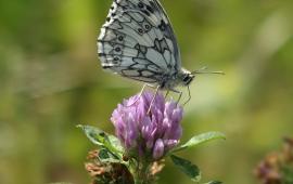 Butterfly collectin pollen.