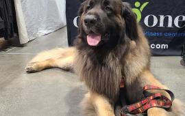 Booker, the licensed therapy dog.