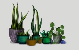 Drawing of houseplants.