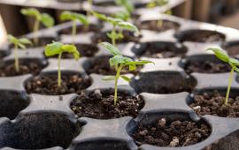 Seedlings