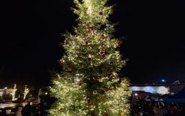 tree
