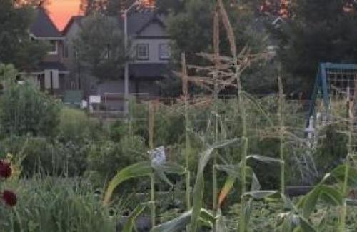 Sandy Community Gardens