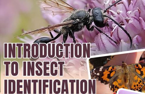 Insect ID