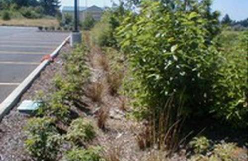 Vegetated Parking Lot Swale. Fred Meyer Store