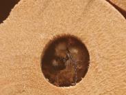 Mason Bee hatching 