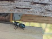 Mason Bee in the Community Gardens