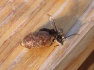 Mason Bee - Newly hatched from cocoon