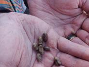 Mason Bee Cocoons