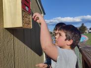 Placing Mason Bee Cocoons in the Bee Houses