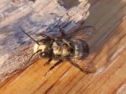 Close Up of a Mason Bee