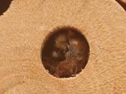 Close Up of A Mason Bee Hatching