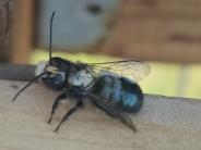 Close Up of a Mason Bee 2