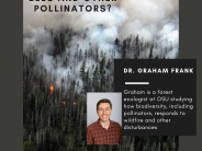 Forest Fires