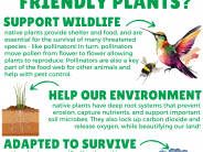 Native plants