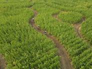 corn cross 4