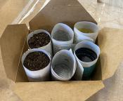 Paper pots with dirt in a carboard container
