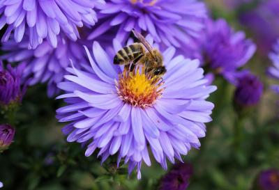 Bee on purple flower