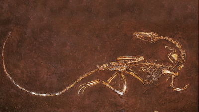 Dinosaur fossil