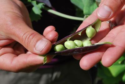 Hands holding an open pod of peas.