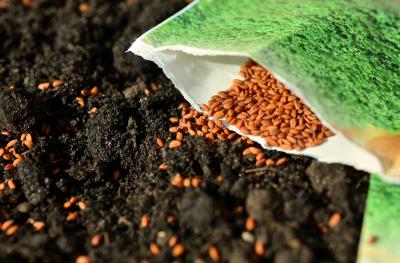 Seeds from a seed packet getting added to soil.