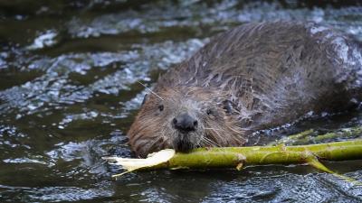 Beaver swimming with a branch