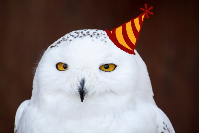 Snowy owl wearing a party hat.