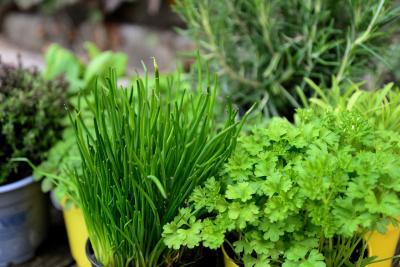 Photo of garden herbs.
