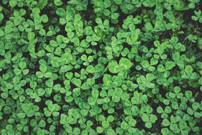 Green clover. 