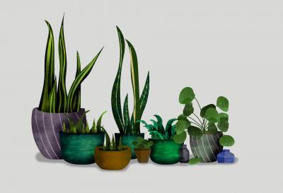Drawing of houseplants.