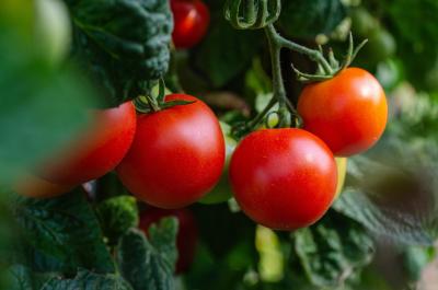 Tomatoes on the vine.