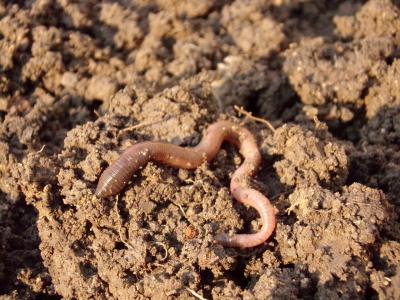 Earthworm in dirt.