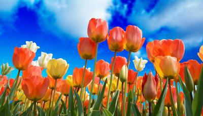 Orange and yellow tulips with a blue sky background.