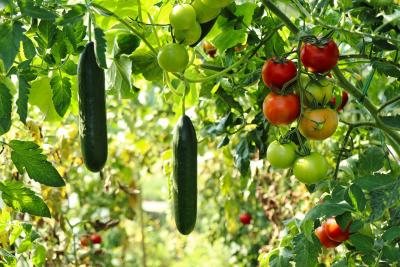 Vegetables in a garden.