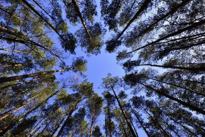 Trees and the sky.