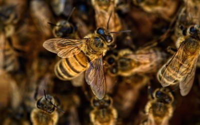 Bees.