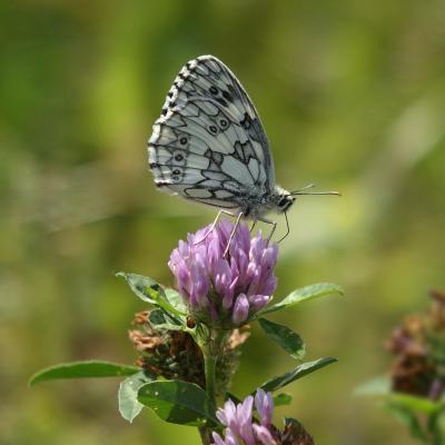 Butterfly collectin pollen.