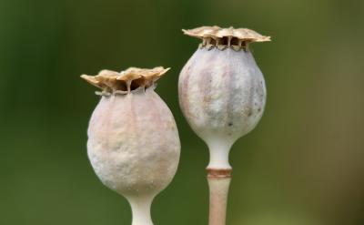 Poppy plant.