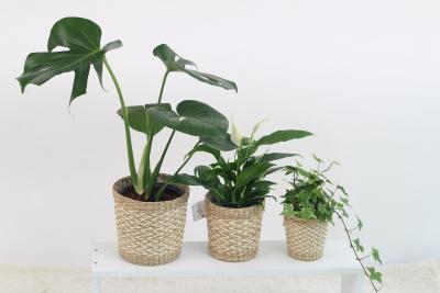 Three houseplants.