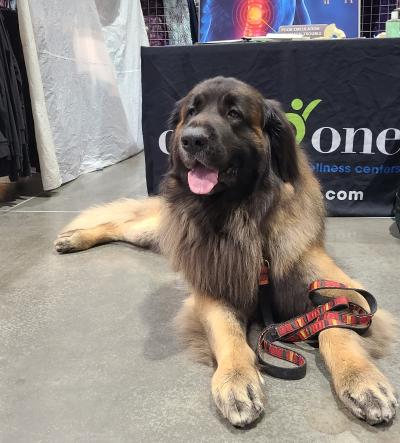 Booker, the licensed therapy dog.