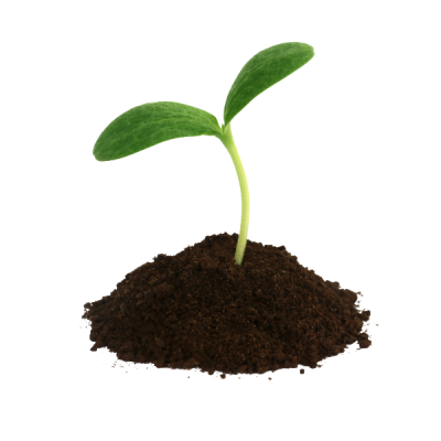 Seedling in dirt.