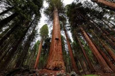 Trees
