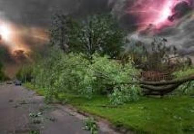 Storm Damaged Trees