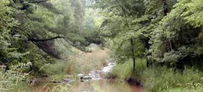 Trees in Sensitive Areas