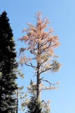 Hazardous Tree