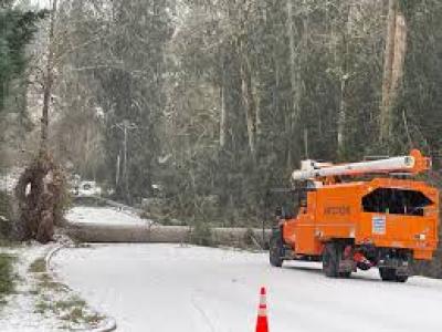 Tree Emergency