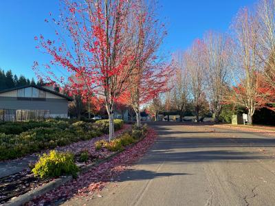 street trees